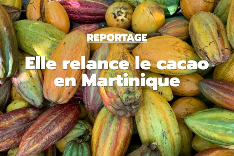 Affiche cacao martinique